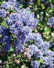 drought tolerant plants for California