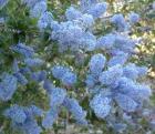 drought tolerant plants for California
