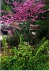 drought tolerant plants for California