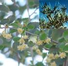 drought tolerant plants for California