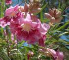 drought tolerant plants for California