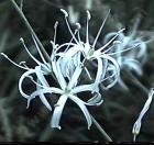 drought tolerant plants for California