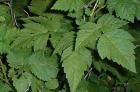 drought tolerant plants for California