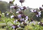 drought tolerant plants for California