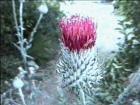 drought tolerant plants for California
