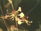 drought tolerant plants for California