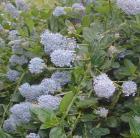 drought tolerant plants for California