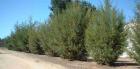 drought tolerant plants for California