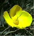 drought tolerant plants for California
