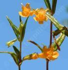 drought tolerant plants for California