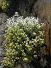 drought tolerant plants for California