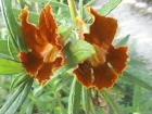 drought tolerant plants for California