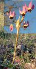 drought tolerant plants for California