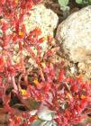 drought tolerant plants for California