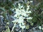drought tolerant plants for California