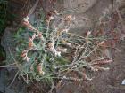 drought tolerant plants for California