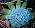 drought tolerant plants for California