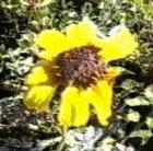 drought tolerant plants for California