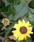 drought tolerant plants for California