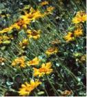 drought tolerant plants for California
