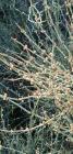 drought tolerant plants for California