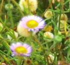 drought tolerant plants for California