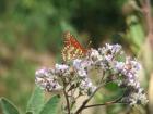 drought tolerant plants for California