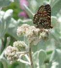 drought tolerant plants for California