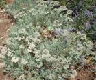 drought tolerant plants for California