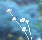 drought tolerant plants for California