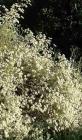 drought tolerant plants for California