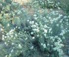 drought tolerant plants for California