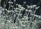 drought tolerant plants for California