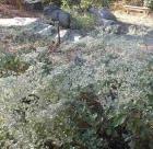 drought tolerant plants for California