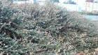 drought tolerant plants for California