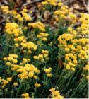 Bright yellow ground cover.