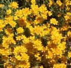drought tolerant plants for California