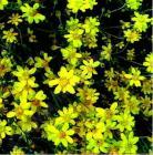 drought tolerant plants for California