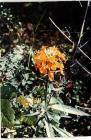 drought tolerant plants for California