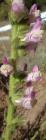 drought tolerant plants for California