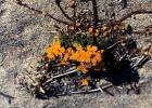 drought tolerant plants for California