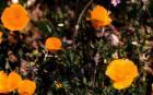 drought tolerant plants for California