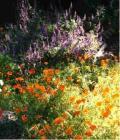drought tolerant plants for California