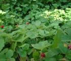 Wood straberry is a wonderful small ground cover with real strawberries.