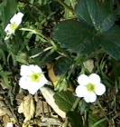 Beach strawberry is a nice small ground cover for really sandy soils.