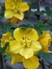 drought tolerant plants for California