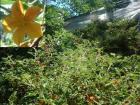 A low flannel bush.