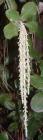 drought tolerant plants for California