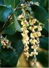 drought tolerant plants for California