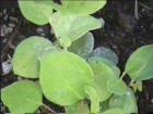 Salal is probably an indain name, nothing to do with salad.